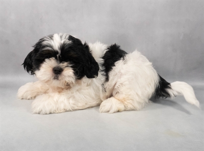 [#M05206] Black and White M Shih Tzu Puppies for Sale