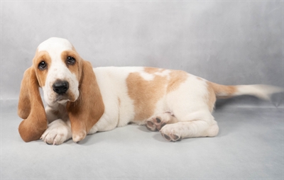 [#M05221] Red and White F Basset Hound Puppies for Sale