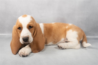 [#M05222] Red and White F Basset Hound Puppies for Sale