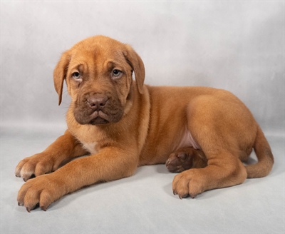 [#M05243] Red M Dogue De Bordeaux Puppies for Sale