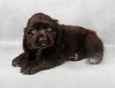 [#M05349] Brown M Cocker Spaniel Puppies for Sale