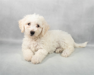 [#M05457] White F Bichon Frise Puppies for Sale