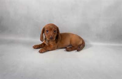 [#M05634] Fawn M Dachshund Puppies for Sale