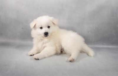 [#M05649] White M American Eskimo Puppies for Sale