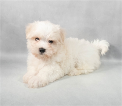 [#M05743] White M Maltese Puppies for Sale