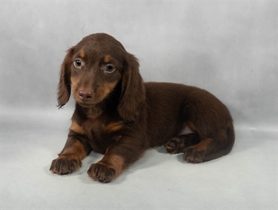 [#M05761] Chocolate and Tan F Dachshund Puppies for Sale