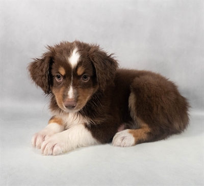 [#M05837] Red and White F Miniature Australian Shepherd Puppies for Sale