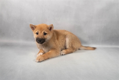 [#M05844] Red M Shiba Inu Puppies for Sale