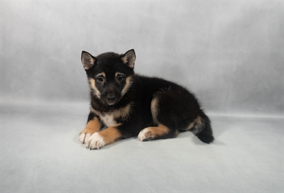 [#M05846] Black and Tan F Shiba Inu Puppies for Sale