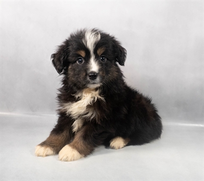 [#M05925] Black White and Brown M Miniature Australian Shepherd Puppies for Sale