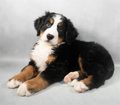 [#M05990] Black Rust and White M Bernese Mountain Dog Puppies for Sale