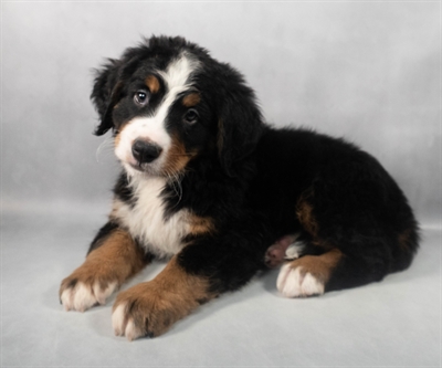 [#M05994] Black Rust and White F Bernese Mountain Dog Puppies for Sale