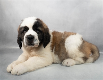 [#M06045] Mahogany and White F Saint Bernard Puppies for Sale