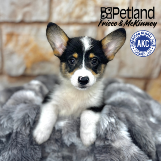 [#M05900] Black and Tan M Pembroke Welsh Corgi Puppies for Sale