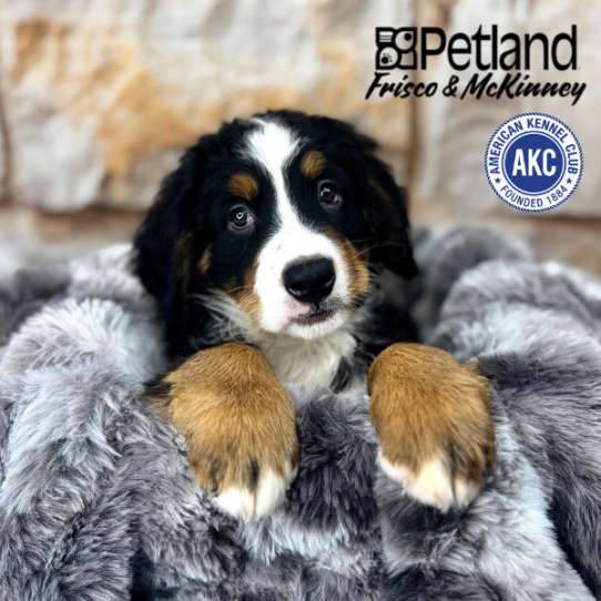 [#M05994] Black Rust and White F Bernese Mountain Dog Puppies for Sale