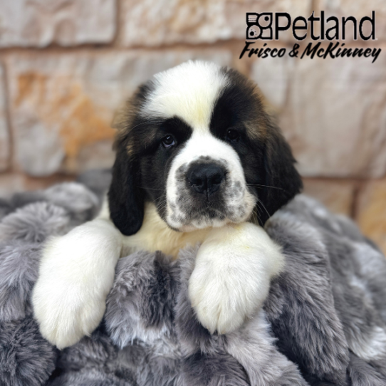 [#M06045] Mahogany and White F Saint Bernard Puppies for Sale