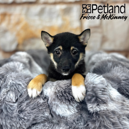 [#M05846] Black and Tan F Shiba Inu Puppies for Sale