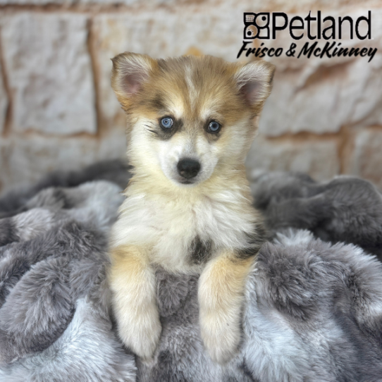 [#M04520] Red Merle M Pomski Puppies for Sale