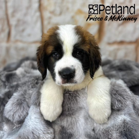 [#M06339] Mahogany and White F Saint Bernard Puppies for Sale