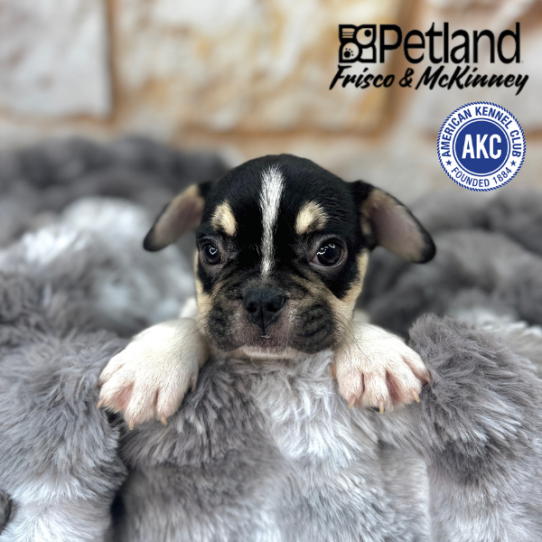 [#M04179] Black and Tan M French Bulldog Puppies for Sale