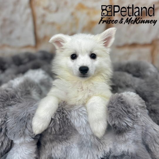 [#M04360] White F American Eskimo Puppies for Sale