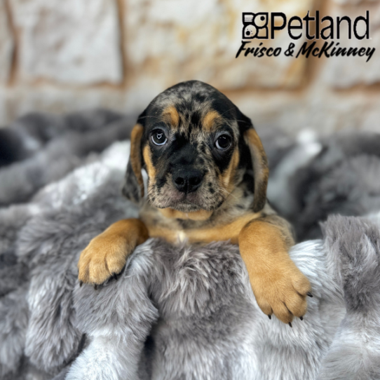 [#2545-02] Blue Merle M Pug/Beagle Puppies for Sale