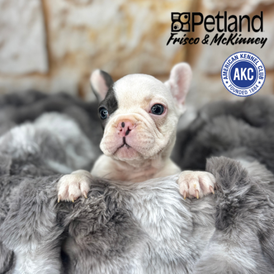 [#M04333] Blue M French Bulldog Puppies for Sale