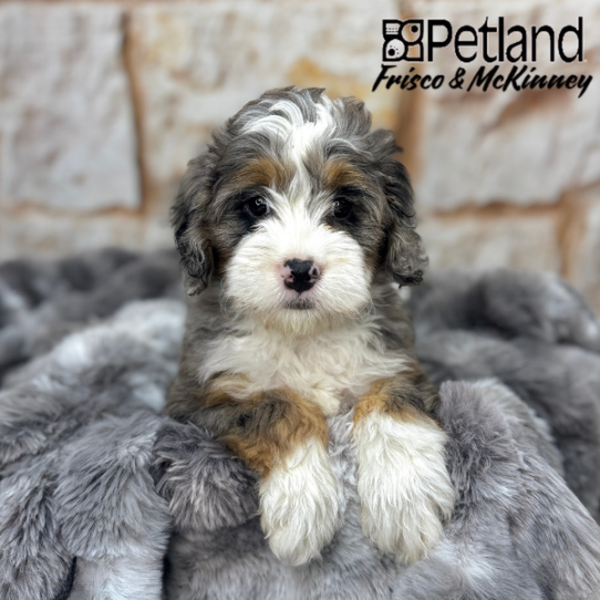 [#2583-03] Blue Merle White / Tan M Bernedoodle Mini 2nd Gen Puppies for Sale