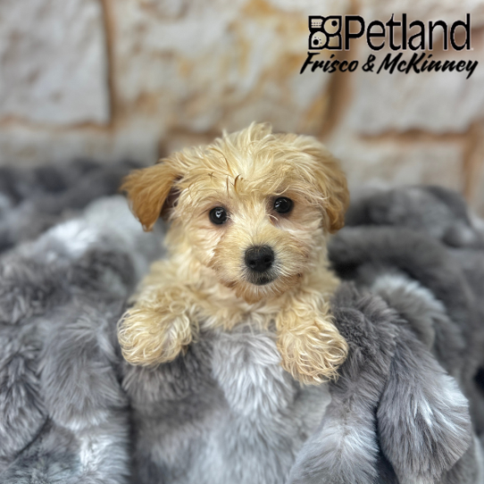 [#25283-01] Gold F Yochon Puppies for Sale
