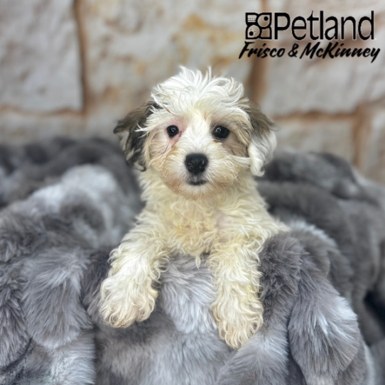 [#25285-01] Sable / White F Yochon Puppies for Sale
