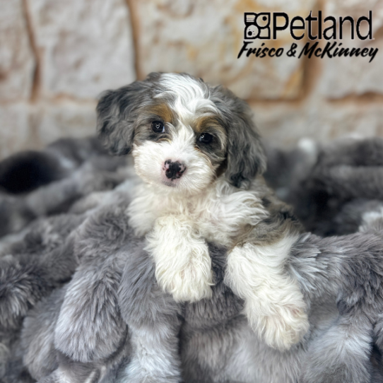 [#2583-04] Blue Merle White / Tan F Bernedoodle Mini 2nd Gen Puppies for Sale
