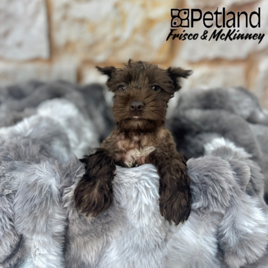 [#2542-02] Chocolate F Miniature Schnauzer Puppies for Sale