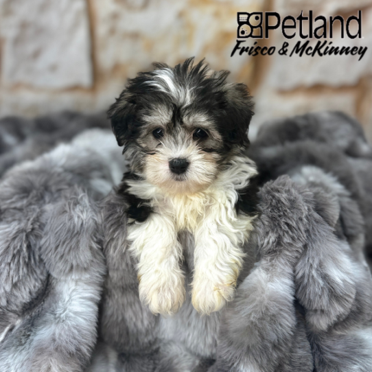 [#M04865] Black and Tan F Havanese Puppies for Sale