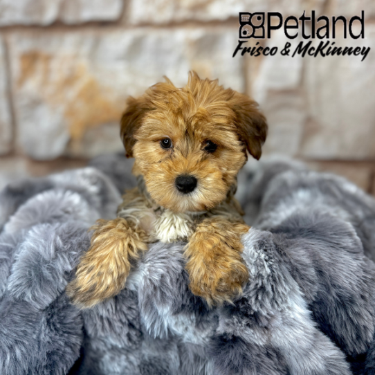 [#M05785] Gold F Yorkshire Terrier Puppies for Sale