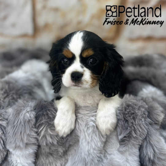 [#2582-05] Black White / Tan F Cavalier King Charles Spaniel Puppies for Sale