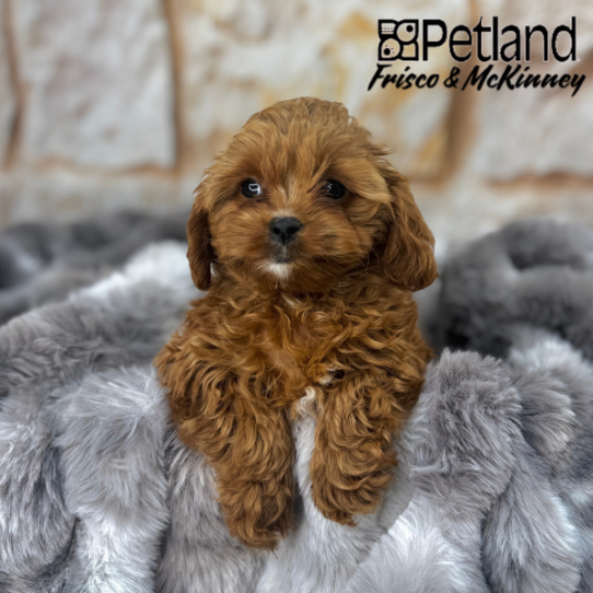 [#2580-01] Red F Cavapoo Puppies for Sale