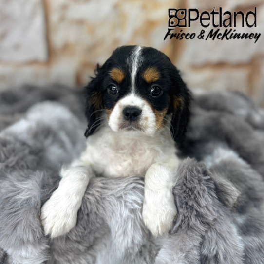 [#2582-01] Black White / Tan M Cavalier King Charles Spaniel Puppies for Sale