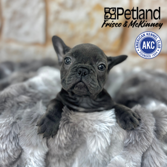 [#M04348] Blue F French Bulldog Puppies for Sale