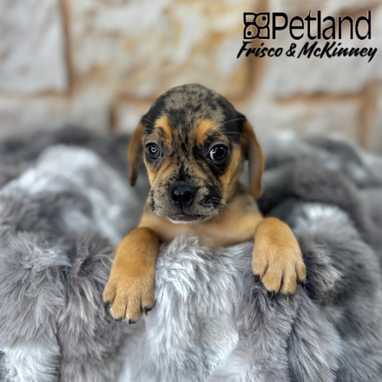 [#2545-03] Blue Merle M Pug/Beagle Puppies for Sale