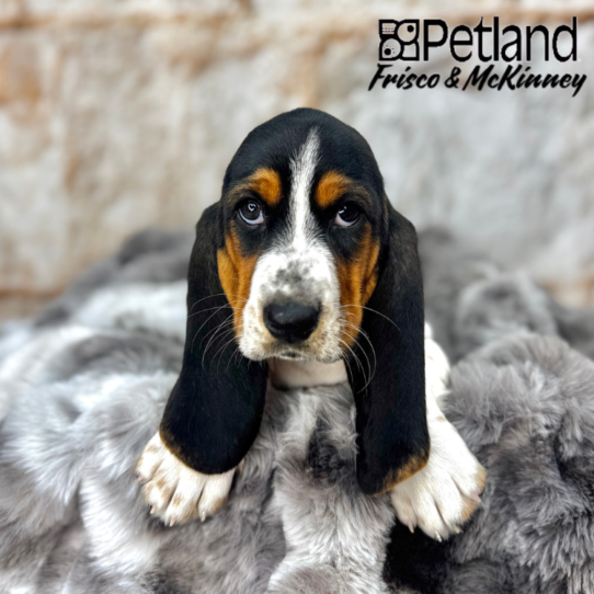 [#25383-07] White Black / Tan F Basset Hound Puppies for Sale