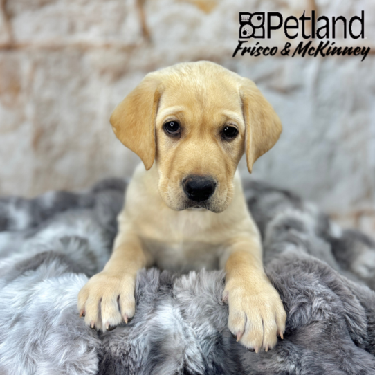[#25392-02] Yellow M Labrador Retriever Puppies for Sale