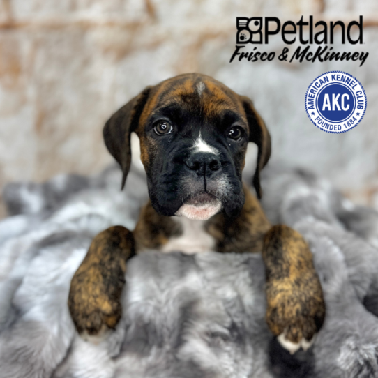 [#251360-01] Brindle M Boxer Puppies for Sale