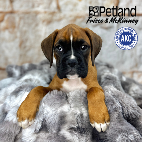 [#251360-04] Fawn F Boxer Puppies for Sale
