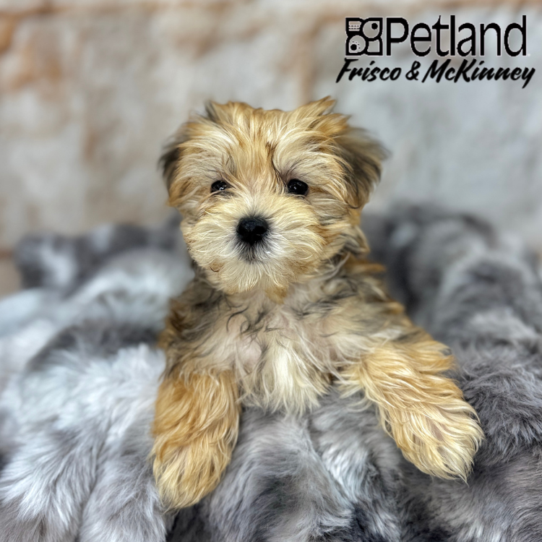 [#25395-01] Gold M Morkie Puppies for Sale