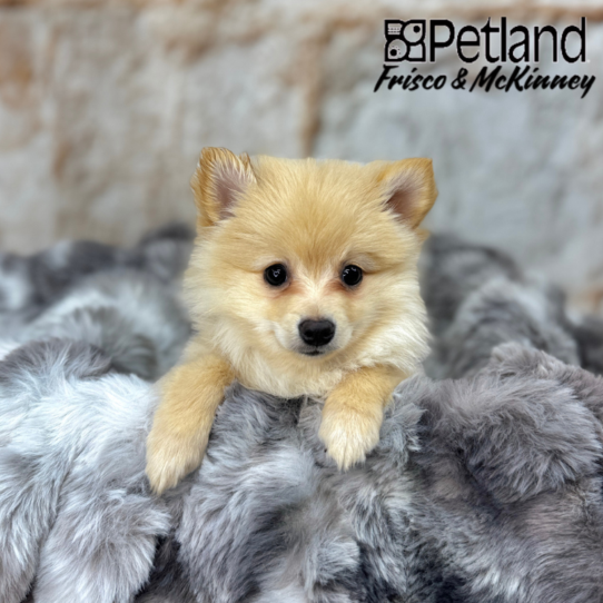 [#25386-01] Cream M Pomeranian Puppies for Sale
