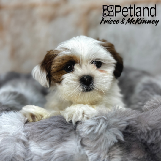 [#25382-03] White / Gold F Lhasa Apso Puppies for Sale