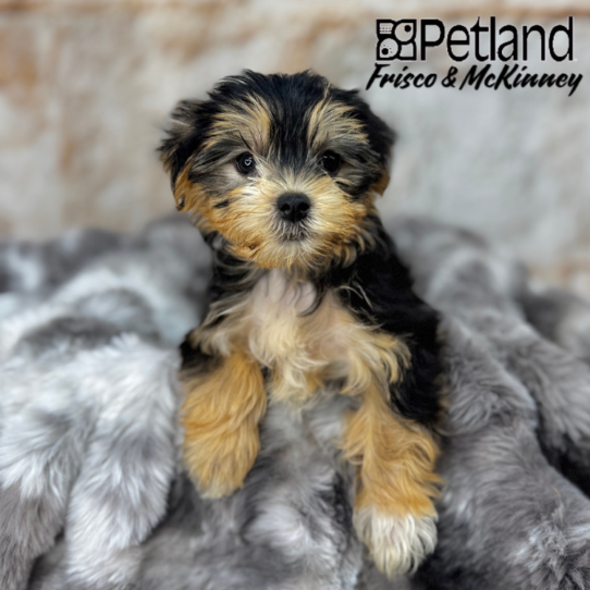 [#25395-05] Black / Tan F Morkie Puppies for Sale