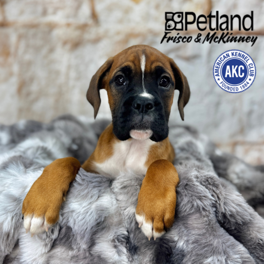 [#251360-03] Fawn F Boxer Puppies for Sale