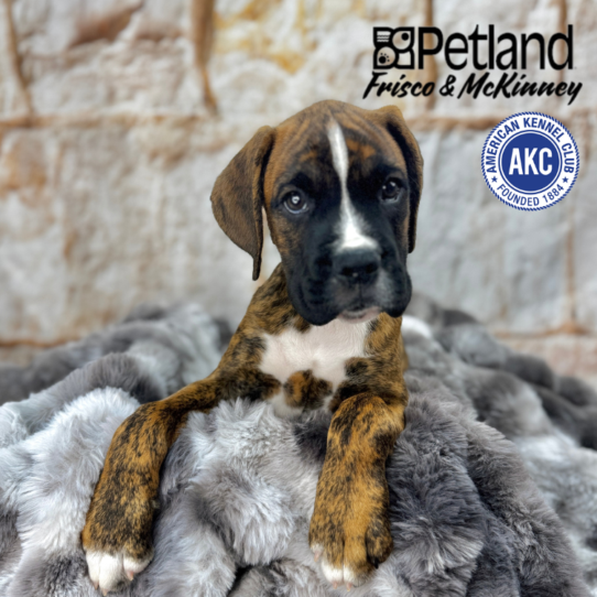 [#251360-02] Brindle M Boxer Puppies for Sale
