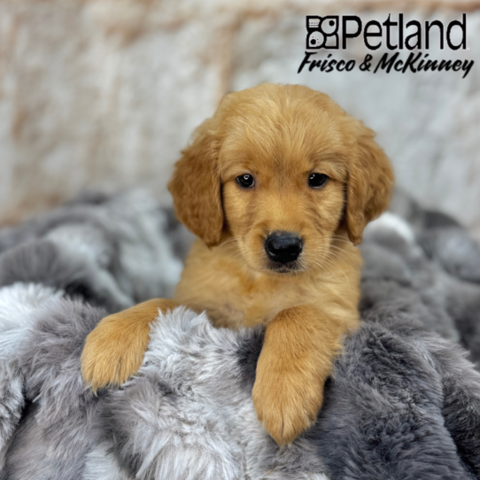 [#25388-07] Dark Golden F Golden Retriever Puppies for Sale